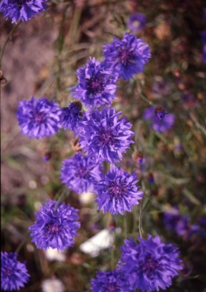 Picture of Cornflower Ball Strain - Blue